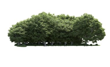 Beyaz arka plan üzerinde izole ağaçlar grubu