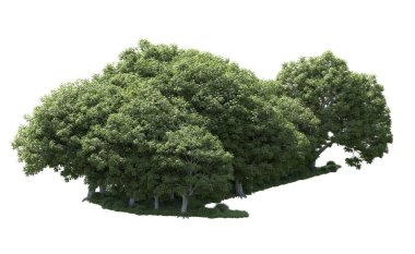 Beyaz arka plan üzerinde izole ağaçlar grubu