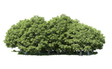 Beyaz arka plan üzerinde izole ağaçlar grubu