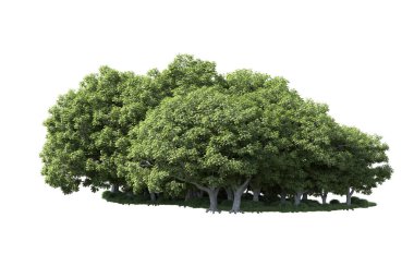 Beyaz arka plan üzerinde izole ağaçlar grubu