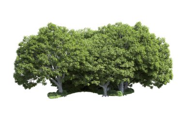 Beyaz arka plan üzerinde izole ağaçlar grubu