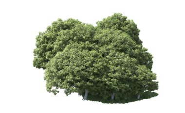 Beyaz arka plan üzerinde izole ağaçlar grubu