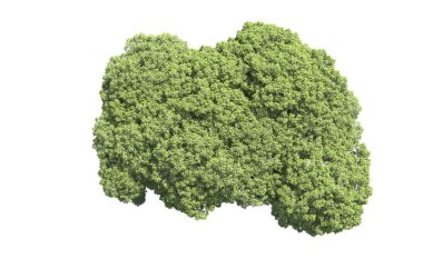 Beyaz arka plan üzerinde izole ağaçlar grubu