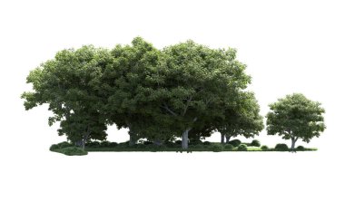 Beyaz arka plan üzerinde izole ağaçlar grubu