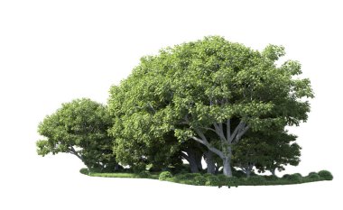 Beyaz arka plan üzerinde izole ağaçlar grubu