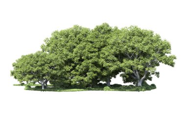 Beyaz arka plan üzerinde izole ağaçlar grubu