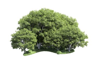 Beyaz arka plan üzerinde izole ağaçlar grubu