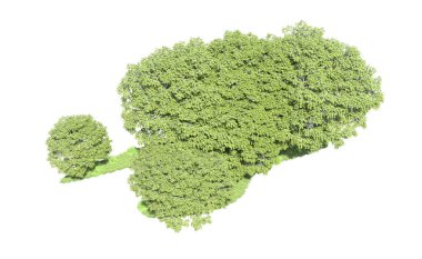 Beyaz arka plan üzerinde izole ağaçlar grubu