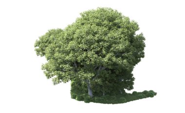 Beyaz arka plan üzerinde izole ağaçlar grubu