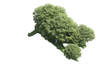 Beyaz arka plan üzerinde izole ağaçlar grubu