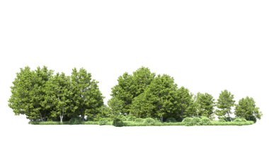 Beyaz arka plan üzerinde izole ağaçlar grubu