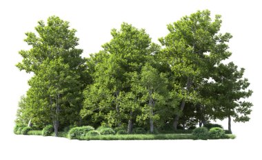 Beyaz arka plan üzerinde izole ağaçlar grubu