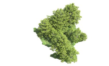 Beyaz arka plan üzerinde izole ağaçlar grubu