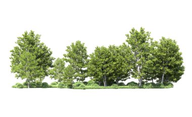 Beyaz arka plan üzerinde izole ağaçlar grubu