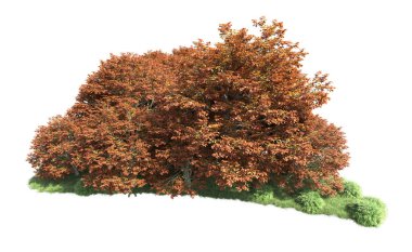 Beyaz arka plan üzerinde izole ağaçlar grubu