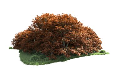 Beyaz arka plan üzerinde izole ağaçlar grubu