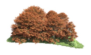 Beyaz arka plan üzerinde izole ağaçlar grubu