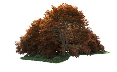 Beyaz arka plan üzerinde izole ağaçlar grubu