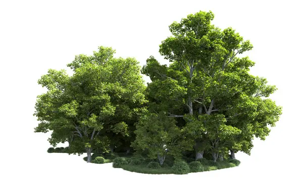 Beyaz arkaplanda bir grup ağaç