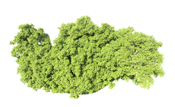 Beyaz arkaplanda bir grup ağaç