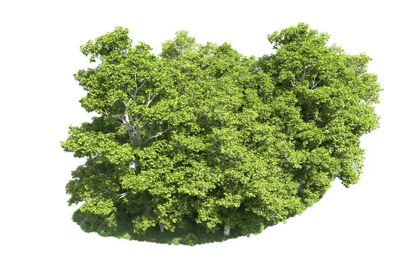 Beyaz arkaplanda bir grup ağaç