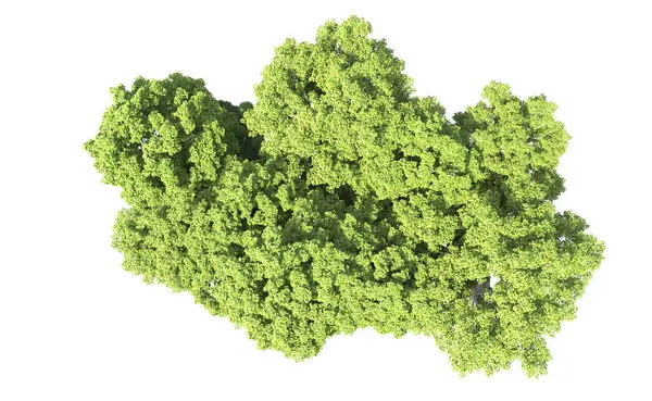 Beyaz arkaplanda bir grup ağaç