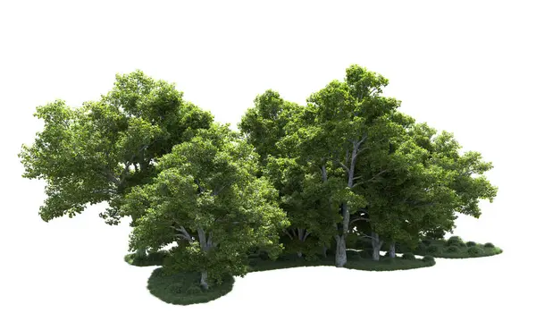 Beyaz arkaplanda bir grup ağaç