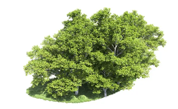 Beyaz arkaplanda bir grup ağaç