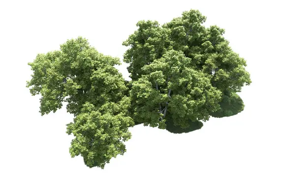 Beyaz arkaplanda bir grup ağaç