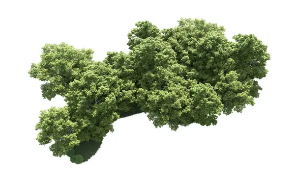 Beyaz arkaplanda bir grup ağaç