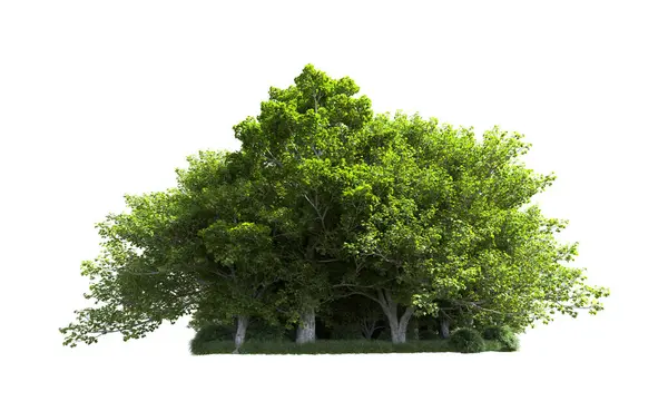 Beyaz arkaplanda bir grup ağaç