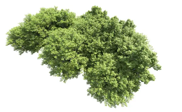 Beyaz arkaplanda bir grup ağaç
