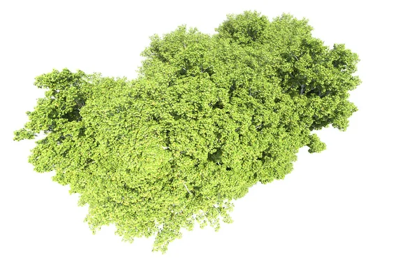 Beyaz arkaplanda bir grup ağaç