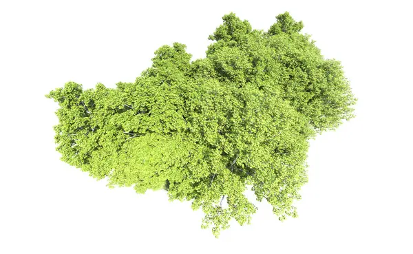 Beyaz arkaplanda bir grup ağaç