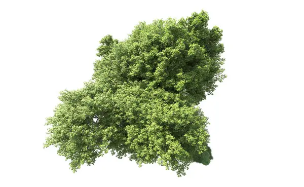 Beyaz arkaplanda bir grup ağaç