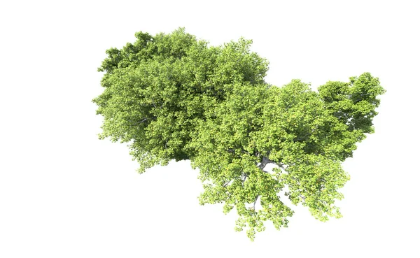 Beyaz arkaplanda bir grup ağaç