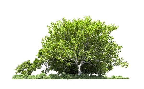 Beyaz arkaplanda bir grup ağaç