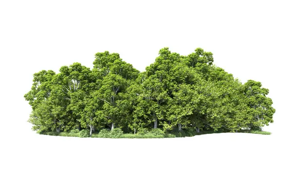 Beyaz arkaplanda bir grup ağaç