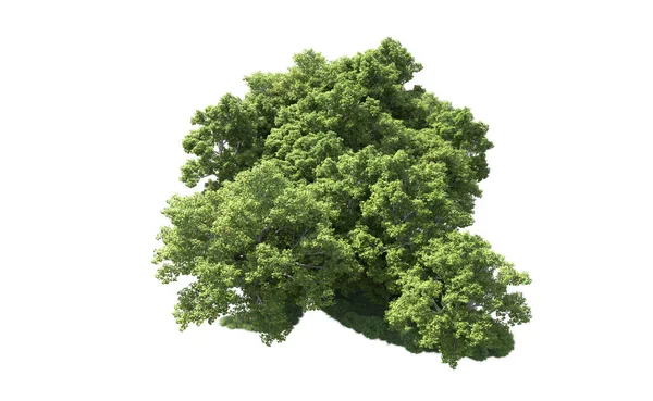 Beyaz arkaplanda bir grup ağaç