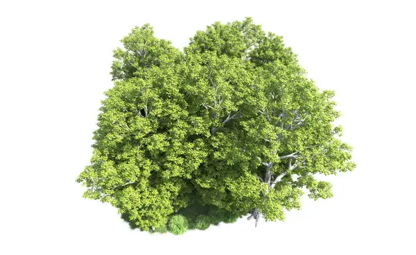 Beyaz arkaplanda bir grup ağaç