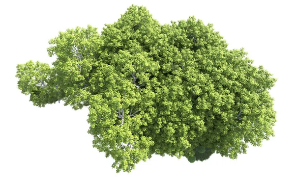Beyaz arkaplanda bir grup ağaç