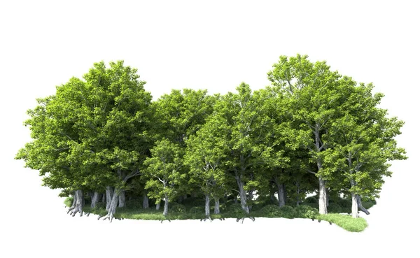 Beyaz arkaplanda bir grup ağaç