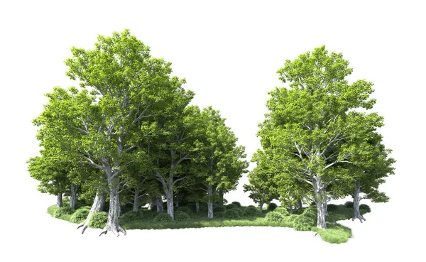 Beyaz arkaplandaki ağaçları kapat