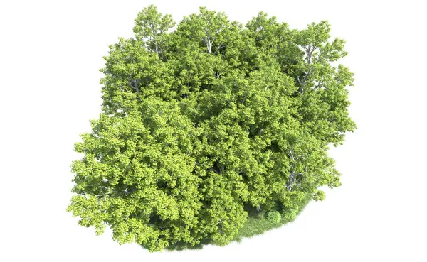 Beyaz arkaplandaki ağaçları kapat