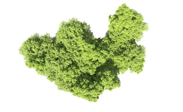 Beyaz arkaplandaki ağaçları kapat