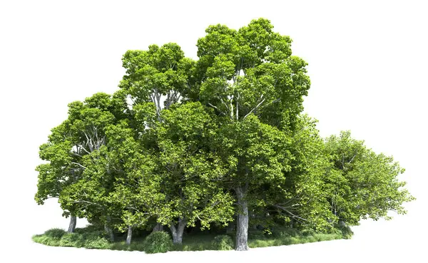 Beyaz arkaplandaki ağaçları kapat