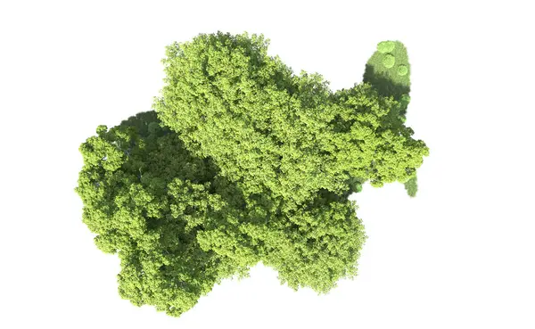 Beyaz arkaplandaki ağaçları kapat