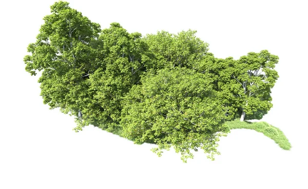 Beyaz arkaplandaki ağaçları kapat