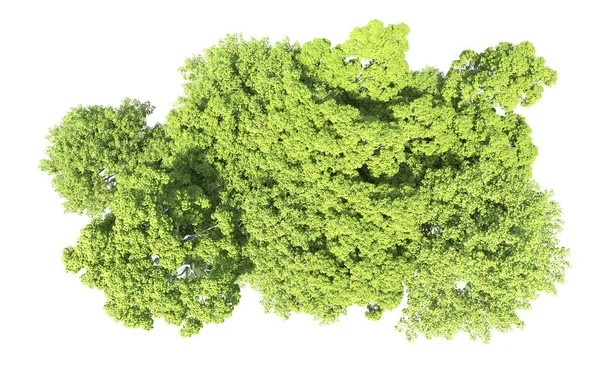 Beyaz arkaplandaki ağaçları kapat