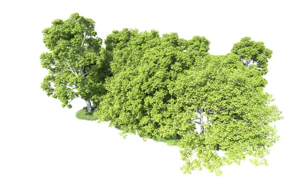 Beyaz arkaplandaki ağaçları kapat